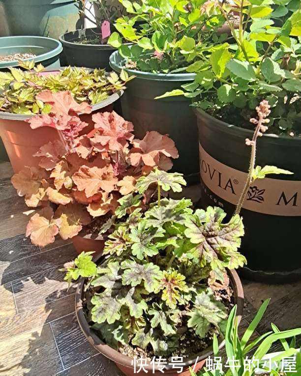 院子一半强光一般阴凉,那就养这6种花,喜阳耐阴好养活