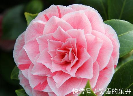 花期|12月份怒放的10种花,哪一种更好看