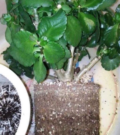 腐叶土|养花用什么土好这样“用土”,土不板结,茁壮生长,开花很旺