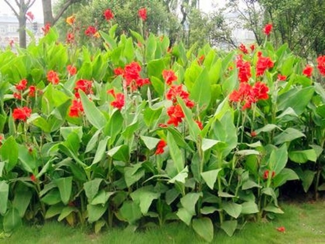 此花是绿化、美化、净化环境的理想花卉，象征着坚持到底的精神