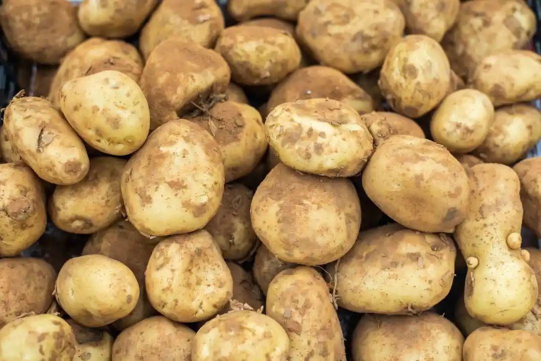 氰苷|有毒！一对夫妇吃了它仅半小时，紧急送医......