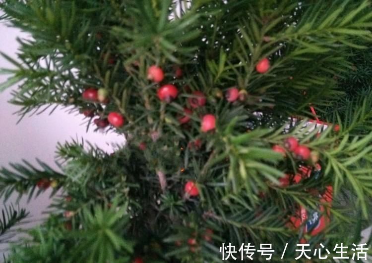 怪不得老公把发财树扔了,现阳台流行种此花卉,香飘满屋更迷人