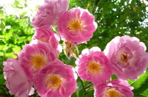 养菊花不如养“它”,比玫瑰花香,比月季美,好养开成“花瀑布”