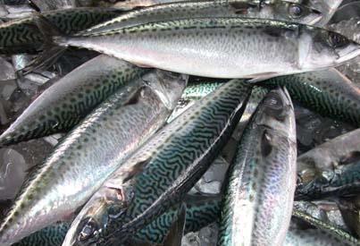 一样是“鲅”鱼,鲐鲅鱼和鲅鱼有啥区别?注意别买错,买错差别大