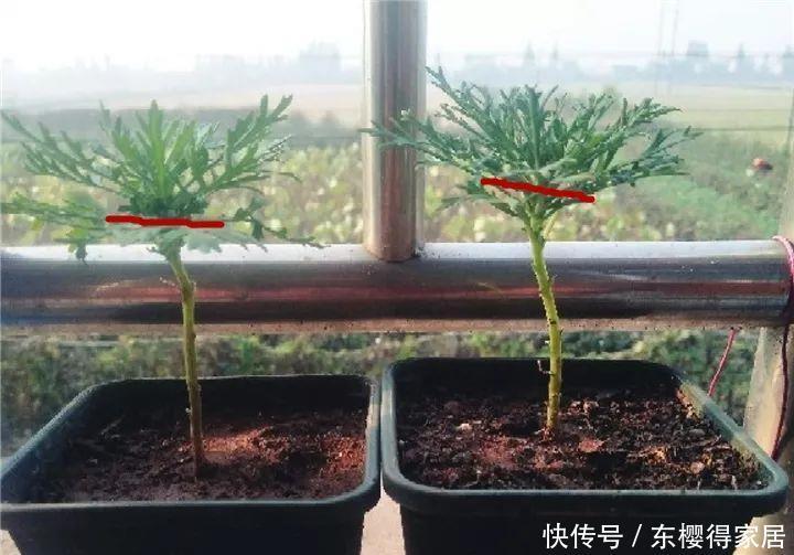冬天修剪分“轻重”,有的花剪狠了,再也不开花