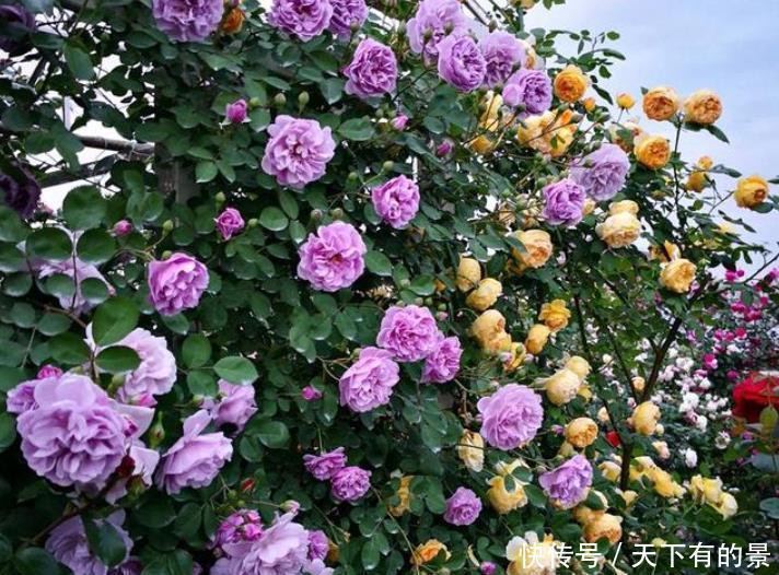 这是我见过的最美的院子:栽满好看的花卉,满眼里是花海