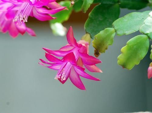 小花|养蟹爪兰这4个千万不能放，很容易黄叶掉蕾，赶紧搬到这2个地方