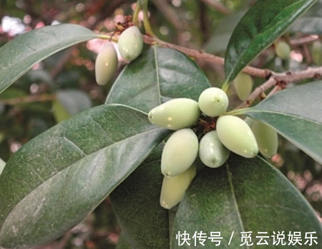 大家都喜欢这种树开的花,但结的果实却少有人知,一斤要好几百