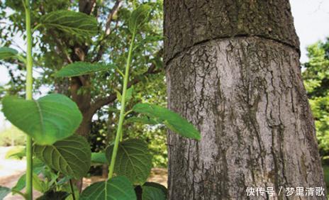 植物|此树为中国特有,被称植物黄金,天然降压药,高血压患者别忘它