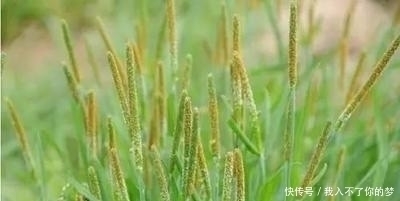 野生植物|它是治疗脚气“特效药”，学名“麦娘”，农村到处是，遇到请重视