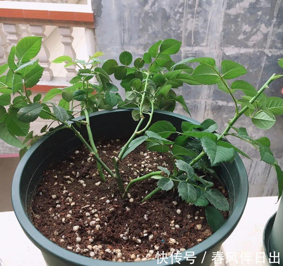 施肥|8种花赶紧剃头，剃得越狠，开花越多