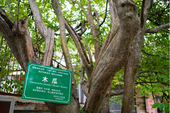 定林寺|高平定林寺：跨越千年的古建筑群