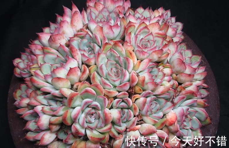 养多肉多年,总结出种莲座状品种,好养好看还不贵,适合新手