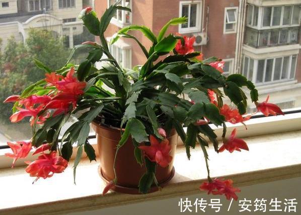 养殖蟹爪兰得注意分阶段施肥，摸清2点，在家制肥养好花