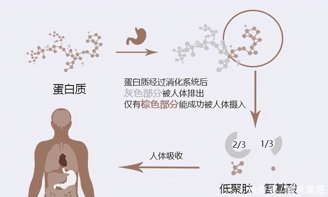 氨基酸|蛋白质,对宝贝成长有多重要?每天要吃多少肉才满足身体需要?