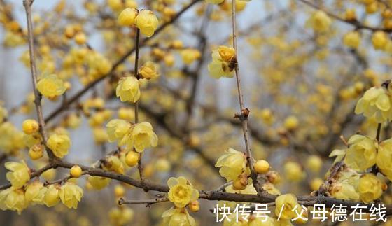 盘点腊梅别名的有趣由来，你知道几个