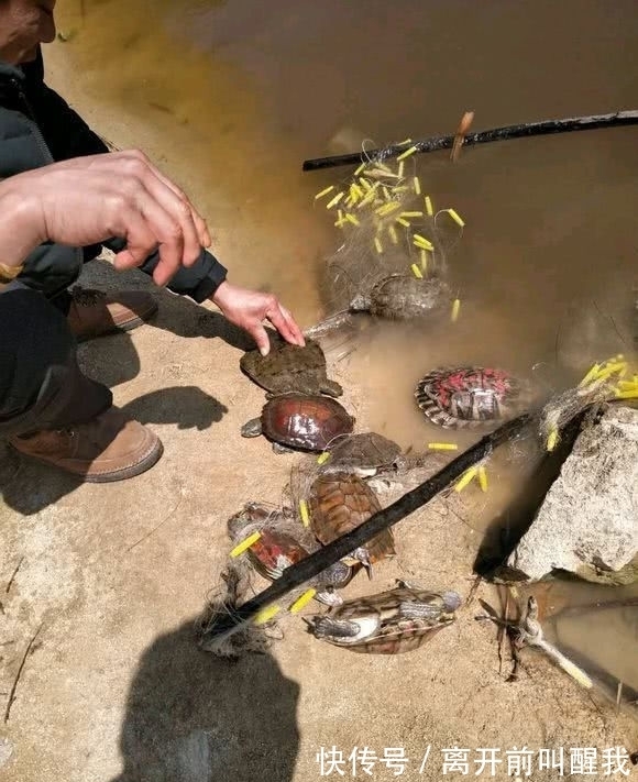 青蛙|河里全是“癞蛤蟆”和受伤的乌龟，为何忽然大量出现？