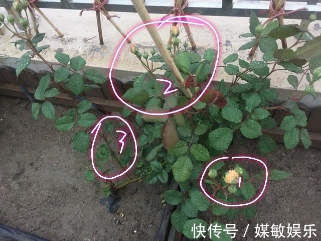 月季花的花苞多而担心开不了花3点养护月季开花大而不掉花苞