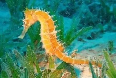 海鲜|渔民整理的海鲜大全,以后再也不怕不认识海鲜了