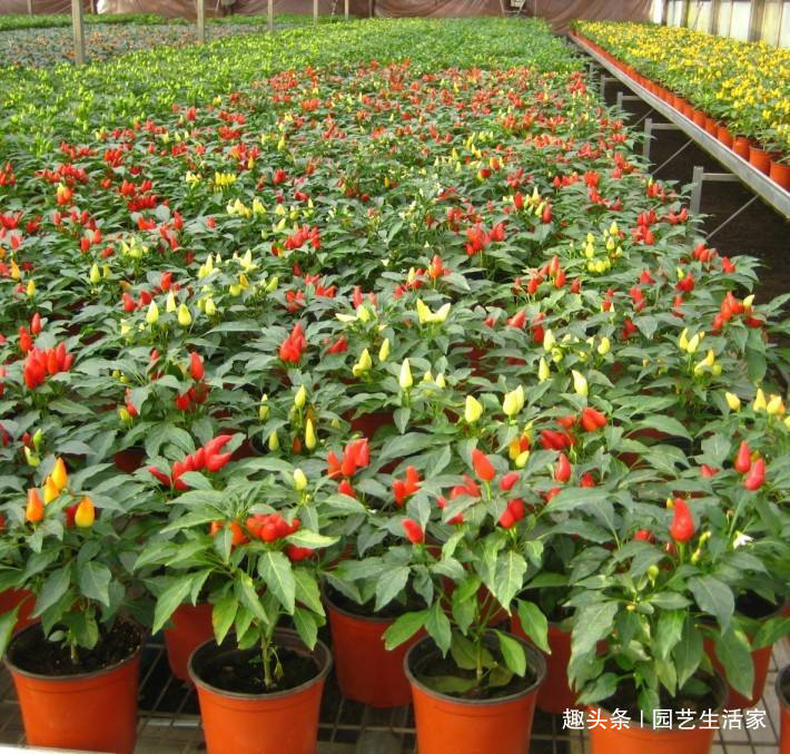 乡下这种“野草”，曾经路边没人要，如今大家看到抢着挖，特珍贵