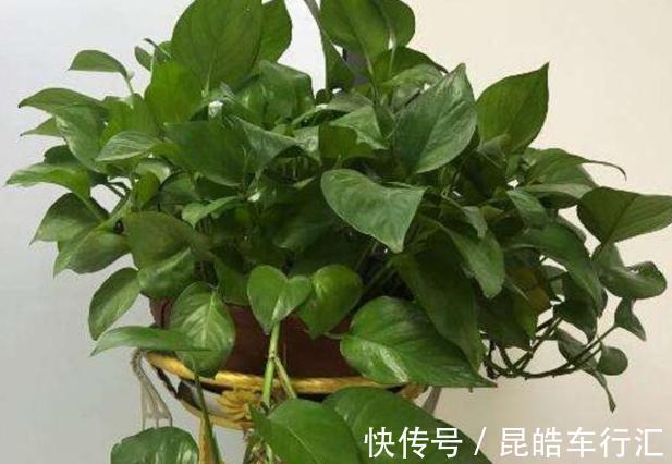 头疼不知道盆栽绿萝喜欢什么？日常注意2方面，枝叶轻松长爆盆