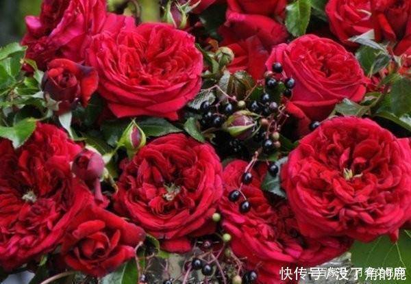 读书台|这10种红色月季漂亮喜庆，个个抗病好养，快收藏
