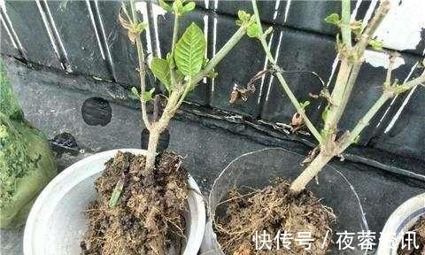 黄叶|花店买花老养死,因为老板太黑心老板不是我黑心,是你不会养