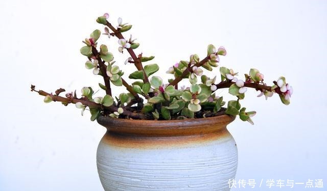 这5款多肉植物适合新手种,扔土里就能活,一年长一大群!