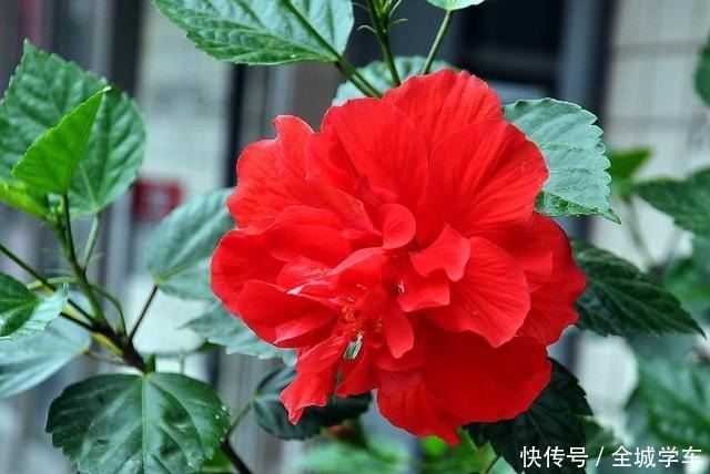 什么花四季开这3种别错过,天天在家赏花!