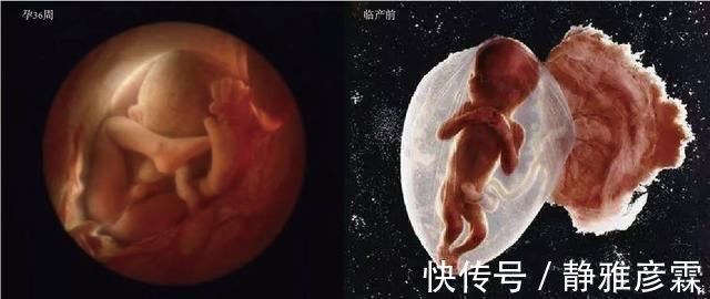 精子|胎儿是如何形成的10张图带你直观了解,看看生命有多神奇