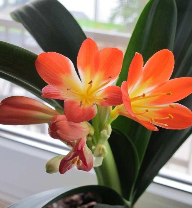 你家君子兰为什么养护不开花,快来瞧瞧君子兰栽培技巧