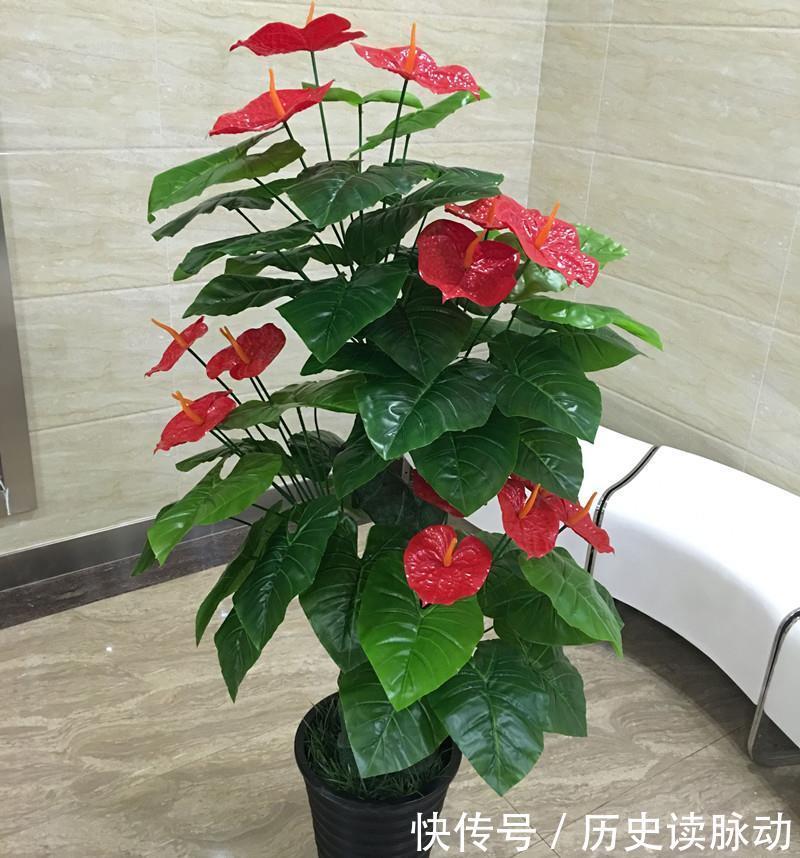 红掌这样养,花开巴掌大,油亮像打蜡,一片叶子一朵花