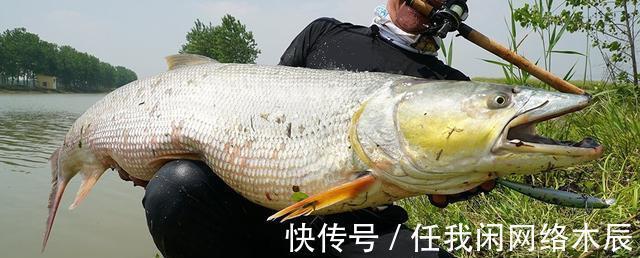 江苏小伙阳澄湖钓起40斤水老虎，拖到工地加餐，不放生为湖除害