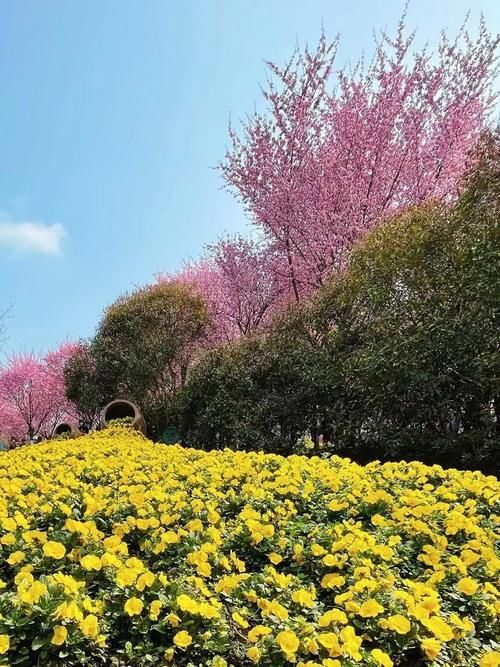 春暖花开日，这些“宝藏”赏花地，值得你打卡