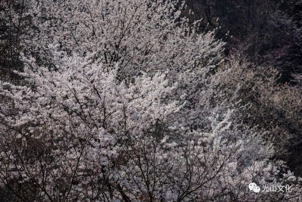 登上央视！信阳这片“仙境”，你去了吗？