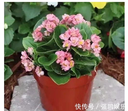 养花要先懂花,以下几种居家好养花卉,你知道它们的生长习性吗