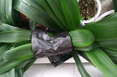  好使|君子兰夹箭？用这“3招”，个个好使，当月就开花