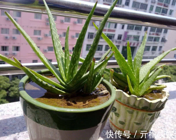 芦荟总是长不大只需要注意3大点,芦荟叶片肥厚长势好