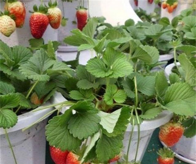 6种阳台水果盆栽,再忙也要养一盆,沾土就活,果实甜如蜜