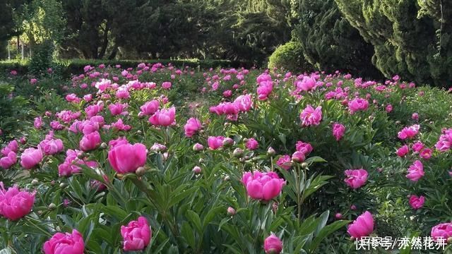 黑色幽默|写好对话，学会幽默感，让文章生动活泼有趣