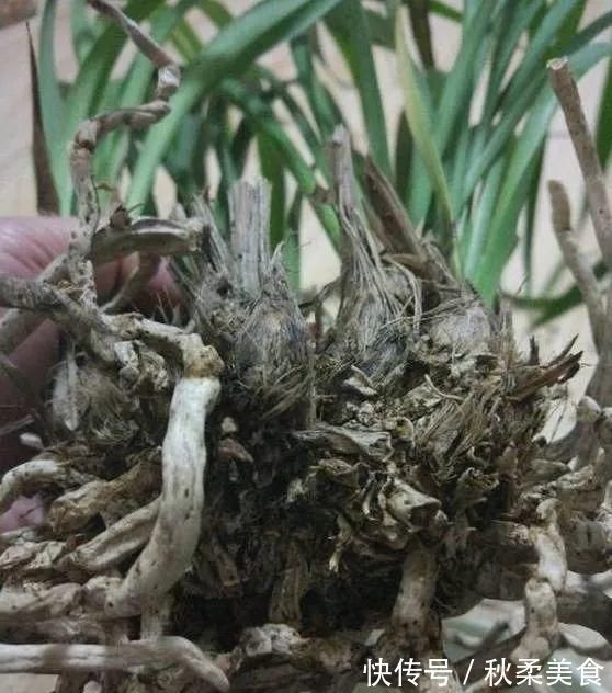 坏习惯|浇水有3个坏习惯,赶紧改,不然土壤板结像石块,花儿总烂根!