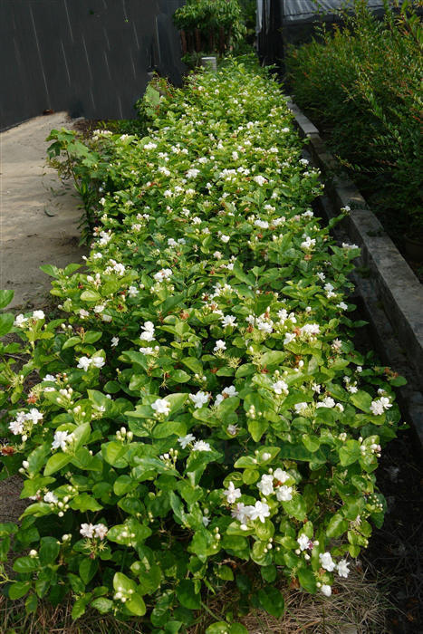 北方家里当宝的花,南方大马路上全都是,我酸了!