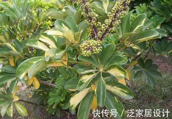 鹅掌柴|从9月16日开始，家养此款花卉，个个开花漂亮，盛开时繁花似锦