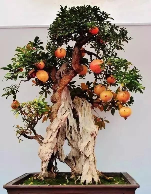 养盆景不能急于求成,遵循循序渐进的过程,这6点切忌不要触碰