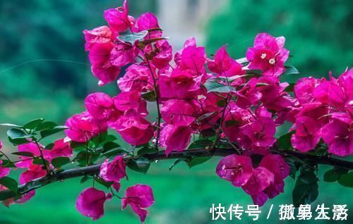 三角梅|都说养花容易上瘾,尤其是这4种花,不信养几盆就知道了