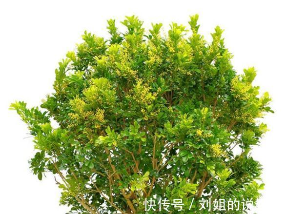 这几种花就怕冷，10度以下就要搬进室内，不然容易发蔫出问题