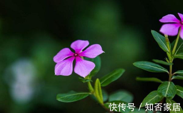 养花试试这几款，四季有花开，且是多头集群开放，可直接瓶插观赏