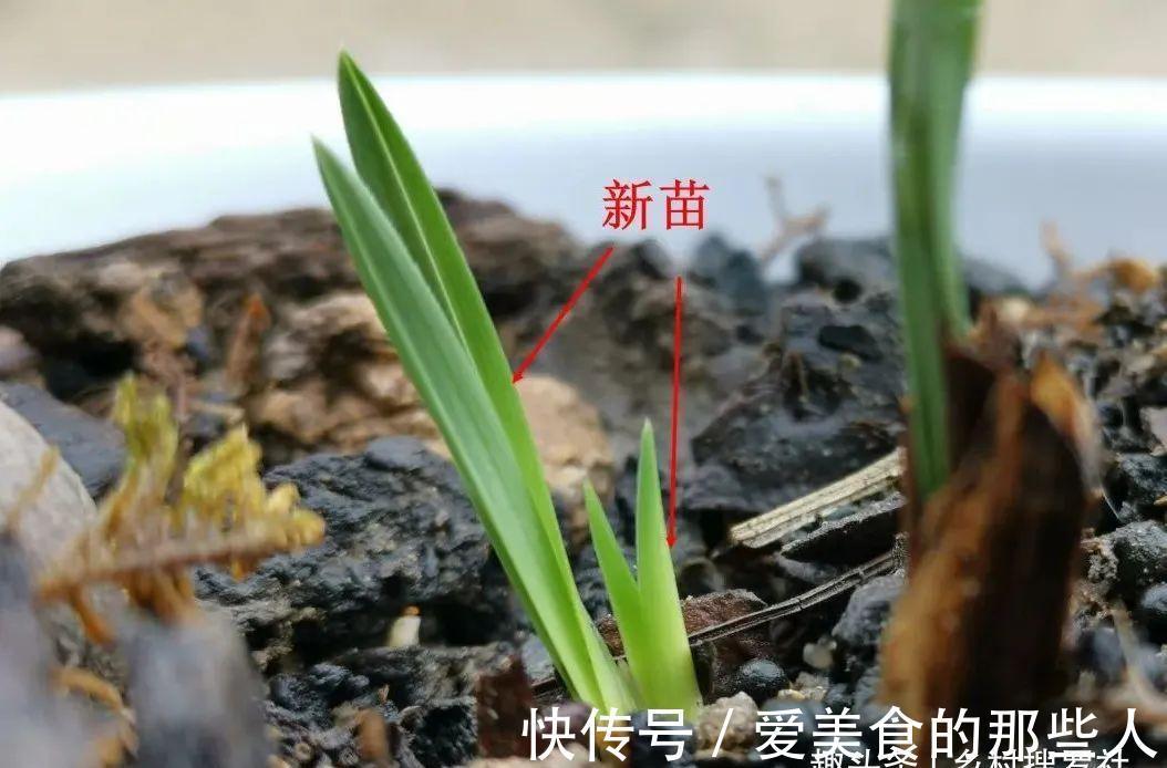 兰花茎腐病不要怕，4步操作就能养活开花，历时30个月