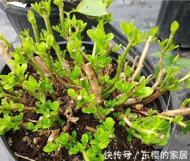 植株|修剪绣球花,早了晚了都不行,这样修剪,植株壮实、花大色艳