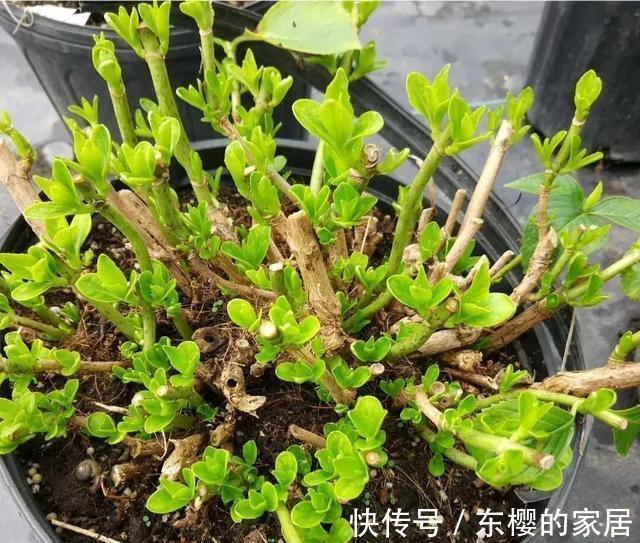 植株|修剪绣球花，早了晚了都不行，这样修剪，植株壮实、花大色艳